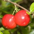 Acerola – egzotyczny superowoc z superherbaty