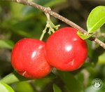 Acerola – egzotyczny superowoc z superherbaty