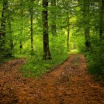 epidemia-boreliozy-i-choroby-legionistow Czy niedługo czeka nas epidemia boreliozy i choroby legionistów?