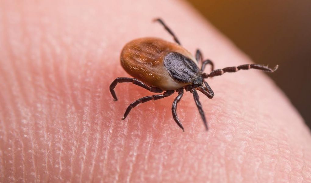 Kleszcze w wielkim mieście – 8 faktów, które musisz o nich znać Kleszcze w wielkim mieście – 8 faktów, które musisz o nich wiedzieć